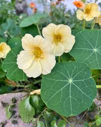 Light Yellow Nasturtium Flower seeds for Planting - Seasonal Bloomer, Heirloom & GMO Free Seeds for Home Garden