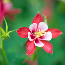 Orange White Aquilegia Flower Seeds for Planting Pollinator Friendly Heirloom & GMO Free Seeds for Home Garden
 
 Sale