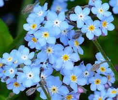 Forget Me Not Flower Planting Seeds - Create Beautiful Gardens with Charming Blooms