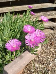 Lampranthus Roseus Flower seeds for Planting - Premium Quality, Heirloom & GMO Free Seeds for Home Garden