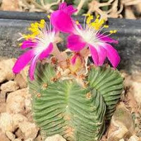 Heirloom Aztekium Flower seeds for Planting Garden Favorite Heirloom & GMO Free Seeds for Home Garden