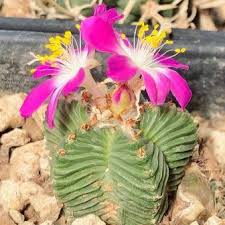 Heirloom Aztekium Flower seeds for Planting Garden Favorite Heirloom & GMO Free Seeds for Home Garden