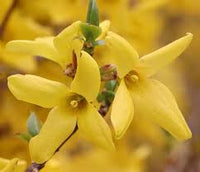 Forsythia Flower seeds for Planting - Hardy Variety, Heirloom & GMO Free Seeds for Home Garden