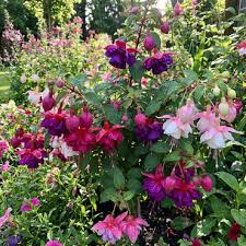 Red Light Pink Double Petals Fuchsia Seeds for Planting Garden Favorite Heirloom & GMO Free Seeds for Home Garden
 
 Sale