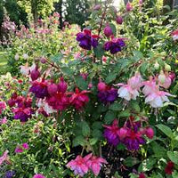 Red Light Pink Double Petals Fuchsia Seeds for Planting Garden Favorite Heirloom & GMO Free Seeds for Home Garden
 
 Sale