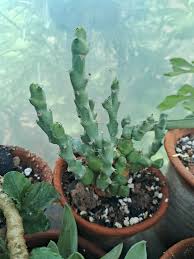 Heirloom Euphorbia Mayurnathanii Flower seeds for Planting Fragrant Blossoms Heirloom & GMO Free Seeds for Home Garden