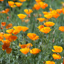 Orange Eschscholtzia Flower Seeds – Bright Blooms Heirloom & NonGMO for Home Garden
 
 Sale