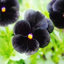 Black Mix Pansy Flower Seeds for Planting Fragrant Blossoms Heirloom & GMO Free Seeds for Home Garden
 
 Sale