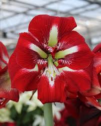 Red White Amaryllis Flower seeds for Planting - Premium Quality, Heirloom & GMO Free Seeds for Home Garden