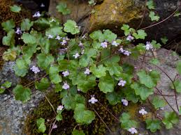 Cymbalaria Muralis Flower seeds for Planting - Sun Loving, Heirloom & GMO Free Seeds for Home Garden