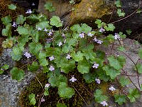 Cymbalaria Muralis Flower seeds for Planting - Sun Loving, Heirloom & GMO Free Seeds for Home Garden