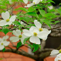 Cornus Flower seeds for Planting - Fragrant Blossoms, Heirloom & GMO Free Seeds for Home Garden
 
 Sale