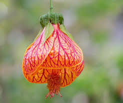 Abutilon Flower seeds for Planting - Shade Tolerant, Heirloom & GMO Free Seeds for Home Garden