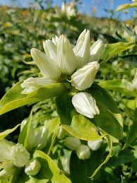 Cream Gentiana Flower seeds for Planting - Vibrant Colors, Heirloom & GMO Free Seeds for Home Garden
