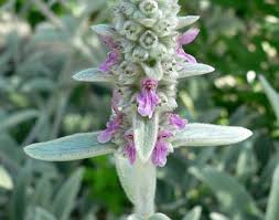 Lamb'sEar Flower seeds for Planting Long Bloom Season Heirloom & GMO Free Seeds for Home Garden