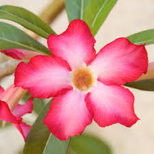 Wüstenrose Flower seeds for Planting - Seasonal Bloomer, Heirloom & GMO Free Seeds for Home Garden