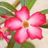 Wüstenrose Flower seeds for Planting - Seasonal Bloomer, Heirloom & GMO Free Seeds for Home Garden