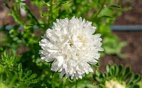 Light Green China Aster Flower Seeds for Planting Shade Tolerant Heirloom & GMO Free Seeds for Home Garden
 
 Sale