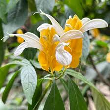Light Yellow Pachystachys Flower seeds for Planting - Seasonal Bloomer, Heirloom & GMO Free Seeds for Home Garden
