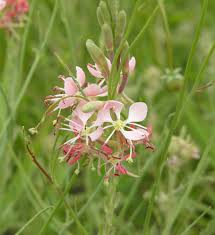 Oenothera Suffrutescens Seeds for Vibrant Garden Planting