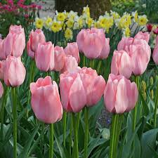 Light Pink Tulip Flower Seeds for Planting
