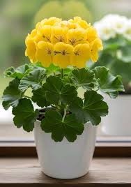 Yellow Pelargonium Peltatum Flower Seeds for Planting Low Maintenance Heirloom & GMO Free Seeds for Home Garden
 
 Sale