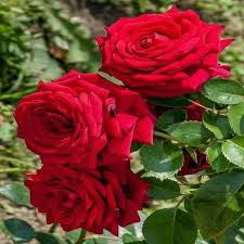 Dark Red Holland Rose Flower Seeds for Planting Heirloom NONGMO HighQuality Seeds 
 
 Sale