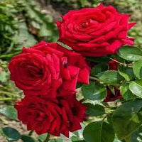 Dark Red Holland Rose Flower Seeds for Planting Heirloom NONGMO HighQuality Seeds 
 
 Sale