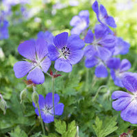 Cranesbill Flower seeds for Planting - Premium Quality, Heirloom & GMO Free Seeds for Home Garden