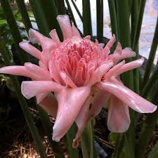 Pink Torch Ginger Flower seeds for Planting - Pollinator Friendly, Heirloom & GMO Free Seeds for Home Garden