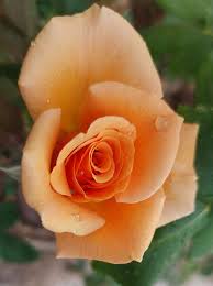 Light Orange Rose Flower seeds for Planting - Sun Loving, Heirloom & GMO Free Seeds for Home Garden