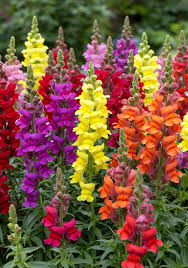Antirrhinum Flower seeds for Planting Pollinator Friendly Heirloom & GMO Free Seeds for Home Garden
