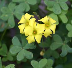 African Oxalis Flower seeds for Planting Compact Growth Heirloom & GMO Free Seeds for Home Garden