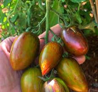 Atomic Tomato Seeds: Ideal for Planting
