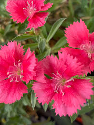 Pink Caryophyllus Flower seeds for Planting - Drought Tolerant, Heirloom & GMO Free Seeds for Home Garden