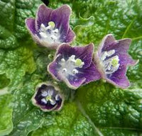 Black Mandrake Mandragora Autumnalis Flower Seeds – Heirloom Non-GMO for Garden Planting
