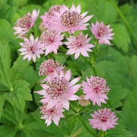 Astrantia Star Umbel Flower Seeds – Bonsai or Garden Display