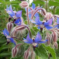 Mixed Borago Flower seeds for Planting - Easy to Grow, Heirloom & GMO Free Seeds for Home Garden