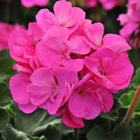 Pink Geranium Flower seeds for Planting - Garden Favorite, Heirloom & GMO Free Seeds for Home Garden