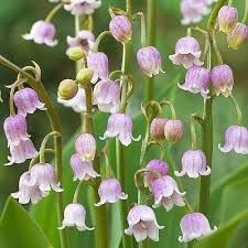 Pink Lily of the Valley Flower seeds for Planting - Wildflower Mix, Heirloom & GMO Free Seeds for Home Garden