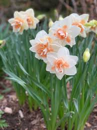 Mixed Colour Pink Daffodil Seeds for Planting Cottage Garden Essential Heirloom & GMO Free Seeds for Home Garden
 
 Sale