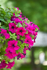 Heirloom Pink  Surfinia Flower seeds for Planting Sun Loving Heirloom & GMO Free Seeds for Home Garden