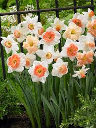 Mixed Colour Pink Daffodil Seeds for Planting Cottage Garden Essential Heirloom & GMO Free Seeds for Home Garden
 
 Sale