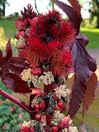Castor flower seeds - Flower seeds for Planting - Low Maintenance, Heirloom & GMO Free Seeds for Home Garden