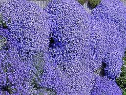 Blue Aubrieta Flower seeds for Planting - Wildflower Mix, Heirloom & GMO Free Seeds for Home Garden