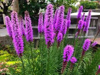Violet Gayfeather Flower Seeds - Flower seeds for Planting - Fragrant Blossoms, Heirloom & GMO Free Seeds for Home Garden