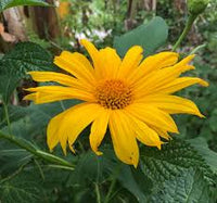 Yellow Tithonia Diversifolia Sunflower Tree  Seeds for Planting a Vibrant Garden