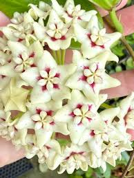 Dark Cream Hoya Carnosa Flower Seeds for Planting Seasonal Bloomer Heirloom & GMO Free Seeds for Home Garden
 
 Sale