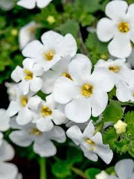 White Waterhyssop Flower seeds for Planting - Sun Loving, Heirloom & GMO Free Seeds for Home Garden