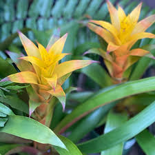Yellow Bromeliad Tillandsia Flower seeds for Planting - Cut Flower Favorite, Heirloom & GMO Free Seeds for Home Garden